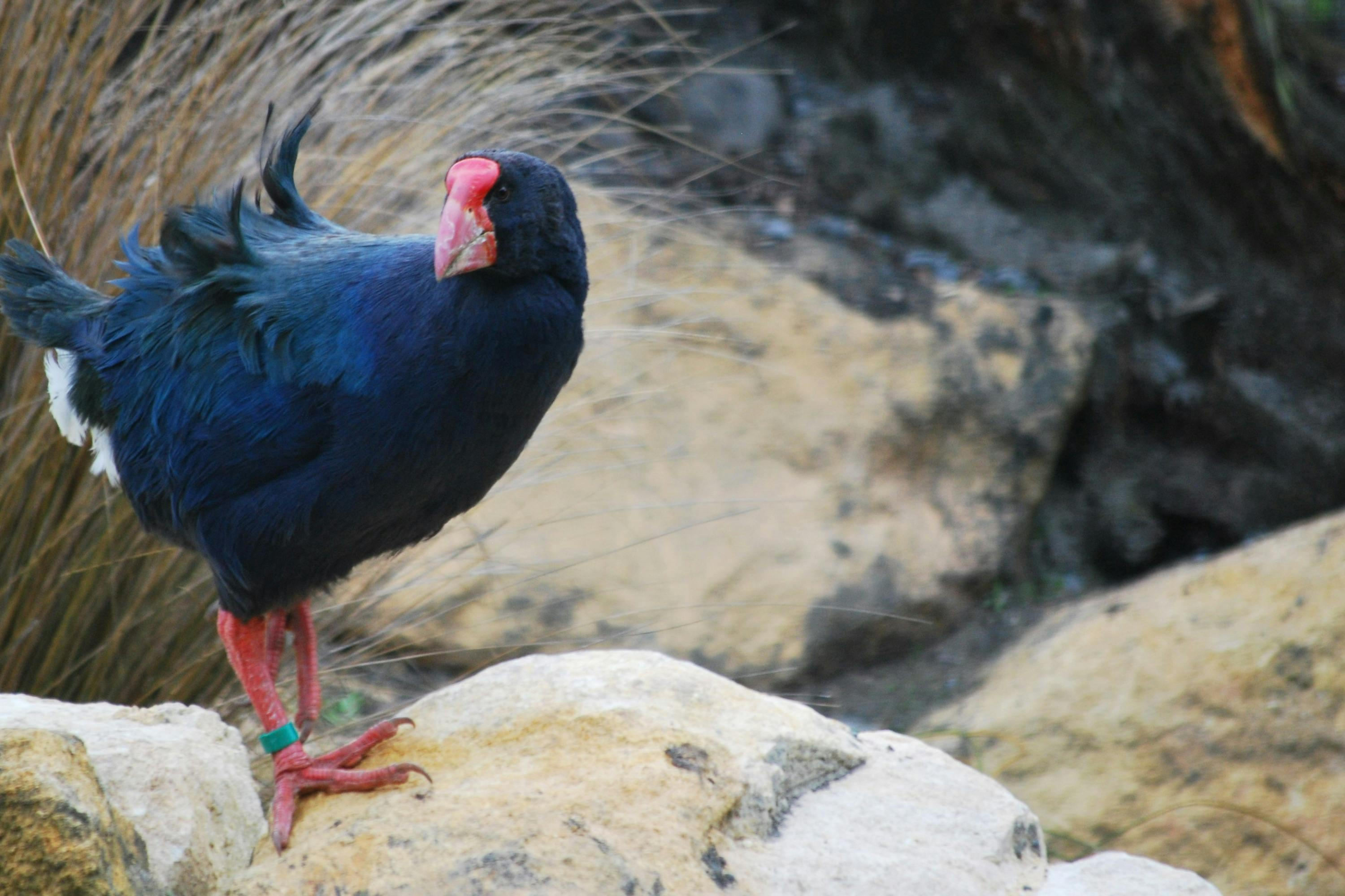 Willowbank Wildlife Reserve: General Admission Ticket - Photo 1 of 11